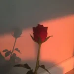 swelavin - Me And U || Amk